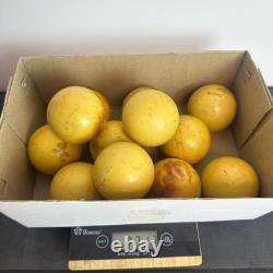 Rare Vintage Soviet Russian Billiard Balls USSR FULL Set of 12